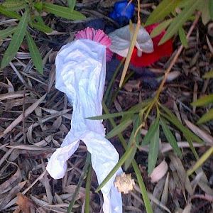 Flowers and the Cap Badge in Memory