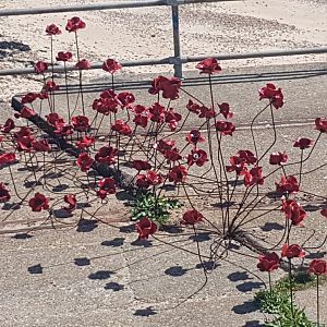 20170514_131703_resized